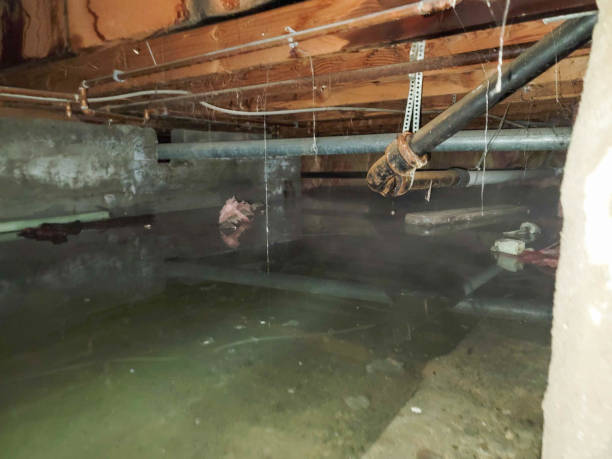 Best Flood damage cleanup  in Colonia, NJ